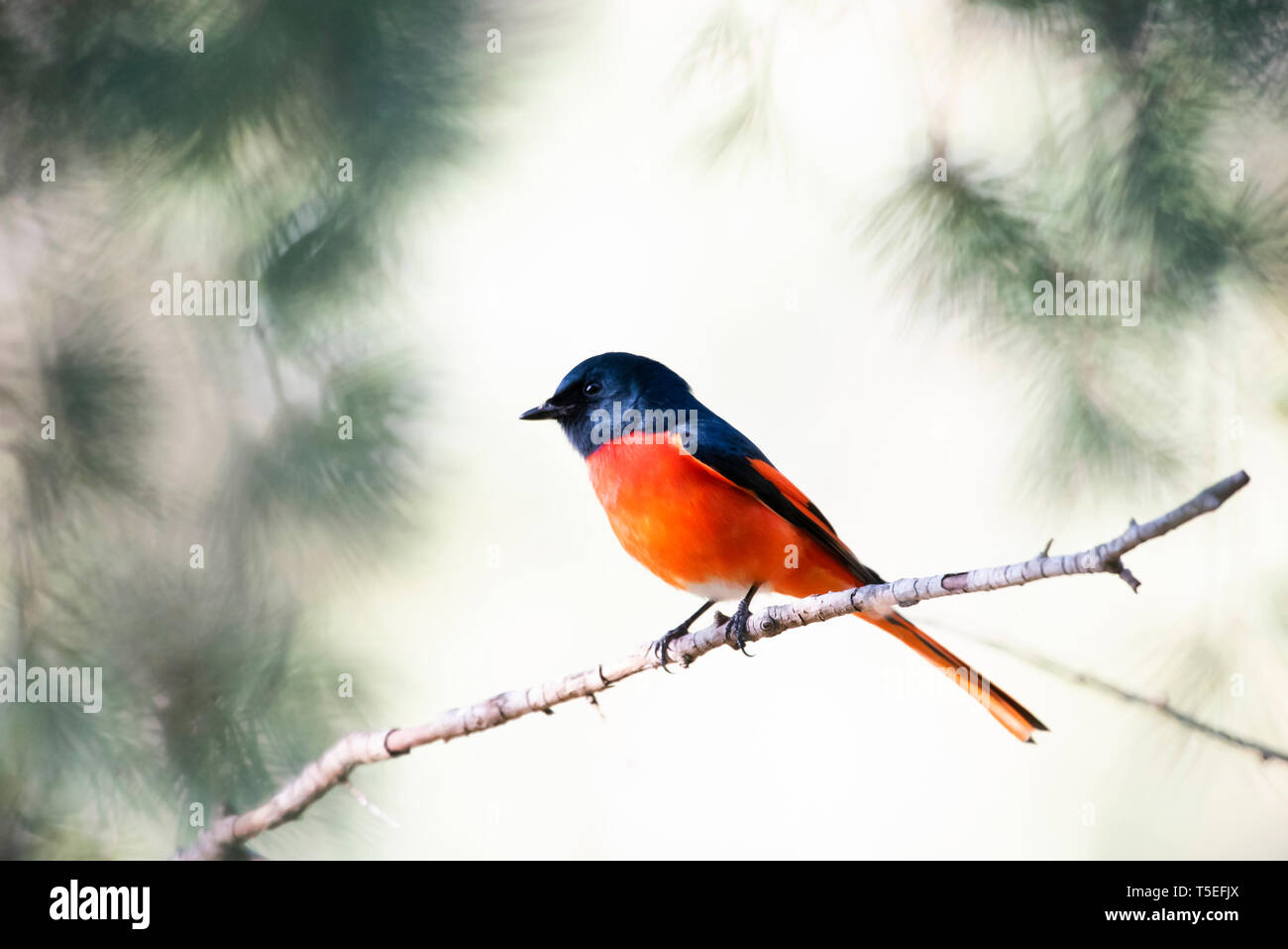 Minivet rouge à longue queue Pericrocotus ethologus, homme,, Sattal, Uttarakhand, Inde. Banque D'Images