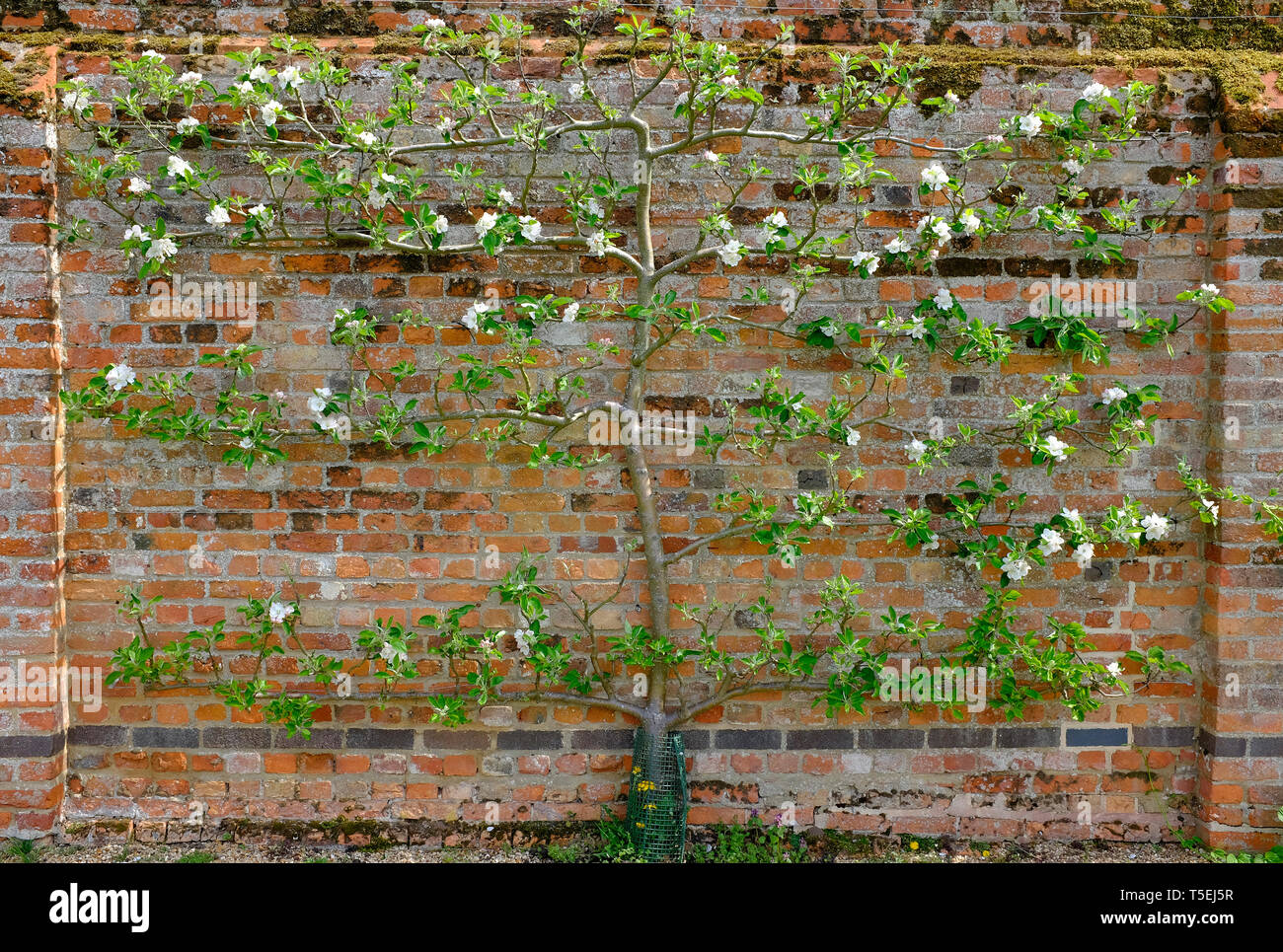 L'espalier apple tree, l'peasgood nonsuch, Norfolk, Angleterre Banque D'Images