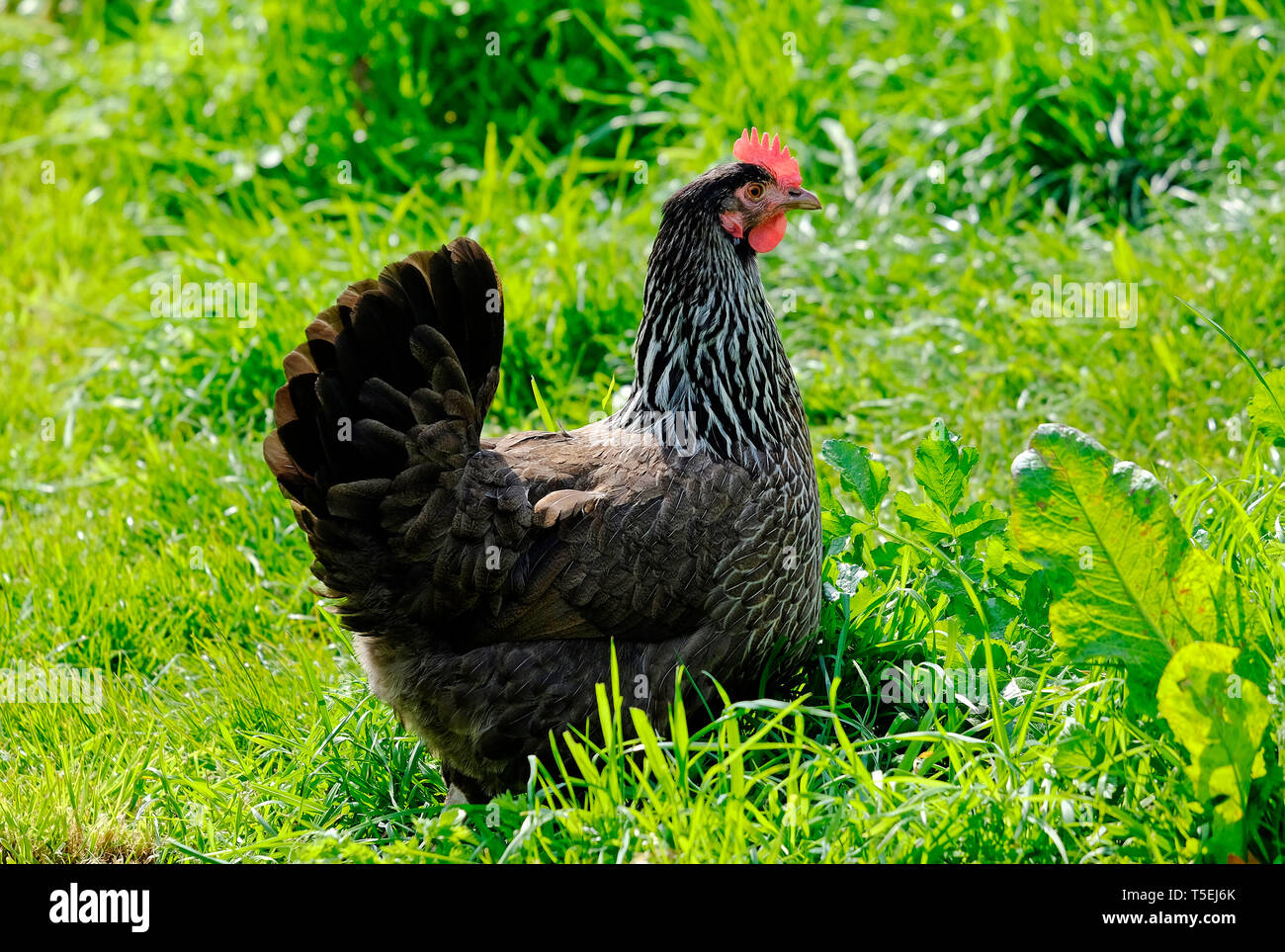 Poulet domestique dans l'herbe verte, Norfolk, Angleterre Banque D'Images