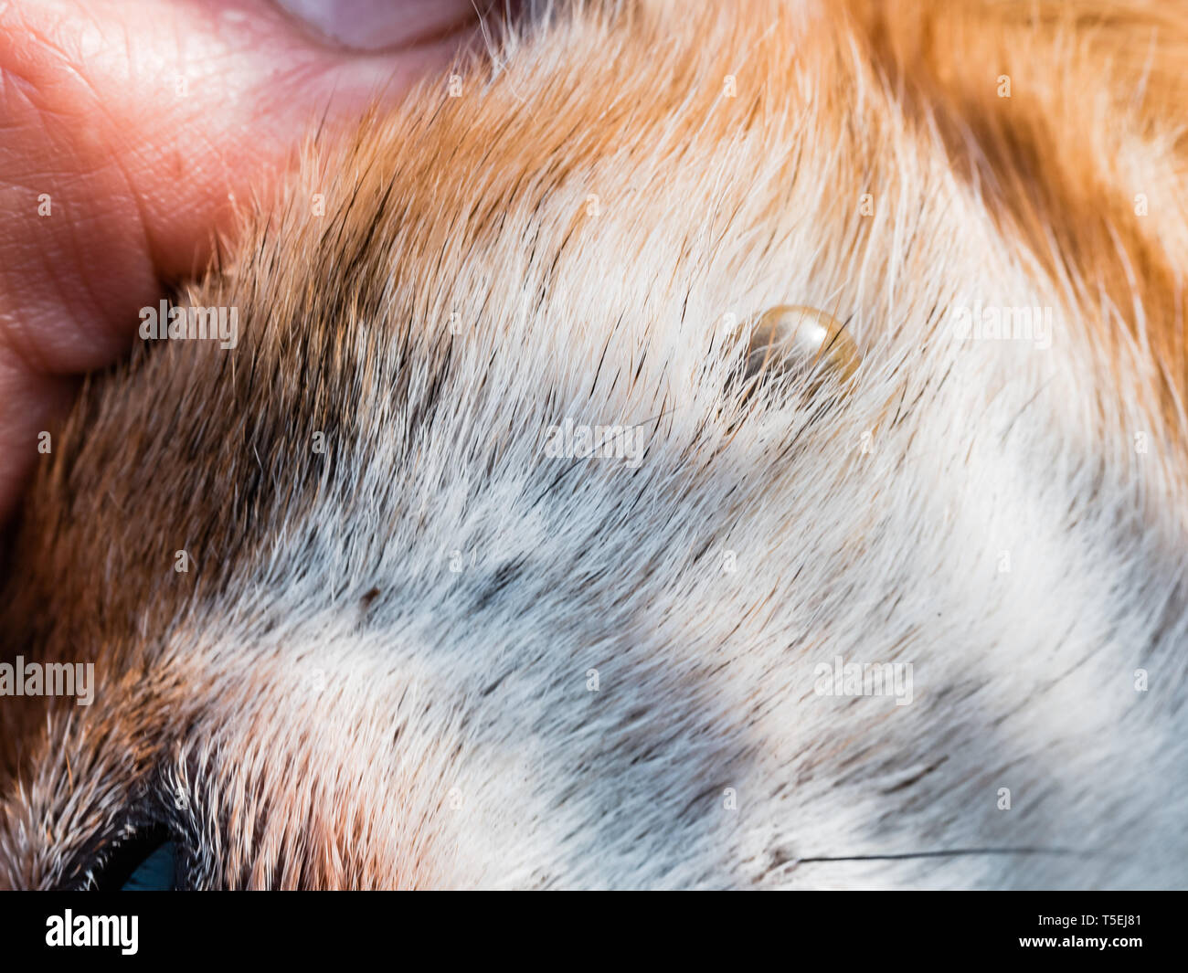 Tick suce le sang dans les chiens. Ixodes persulcatus. Mite collée sur un petit chien. La tique gorgée de sang. Danger pour le chien pendant la reproduction tiques Banque D'Images