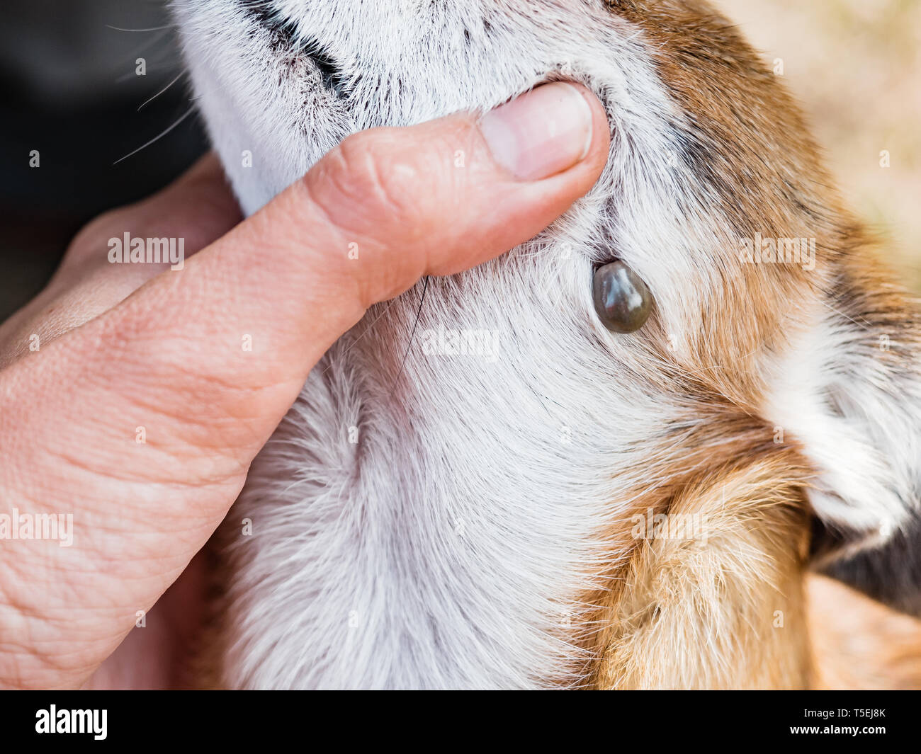 Tick Suce Le Sang Dans Les Chiens Ixodes Persulcatus Mite Collee Sur Un Petit Chien La Tique Gorgee De Sang Danger Pour Le Chien Pendant La Reproduction Tiques Photo Stock Alamy Tick Suce Le Sang Dans Les Chiens Ixodes Persulcatus Mite Collee Sur Un Petit Chien La Tique Gorgee De Sang Danger Pour Le Chien Pendant La Reproduction Tiques Photo Stock Alamy