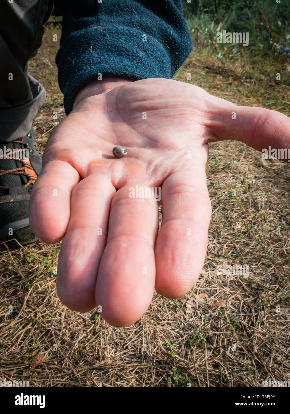 La tique gorgée de sang se déplace sur le man main close up, un gonflement du cocher s'agite dans la paume d'un homme retiré du chien Banque D'Images