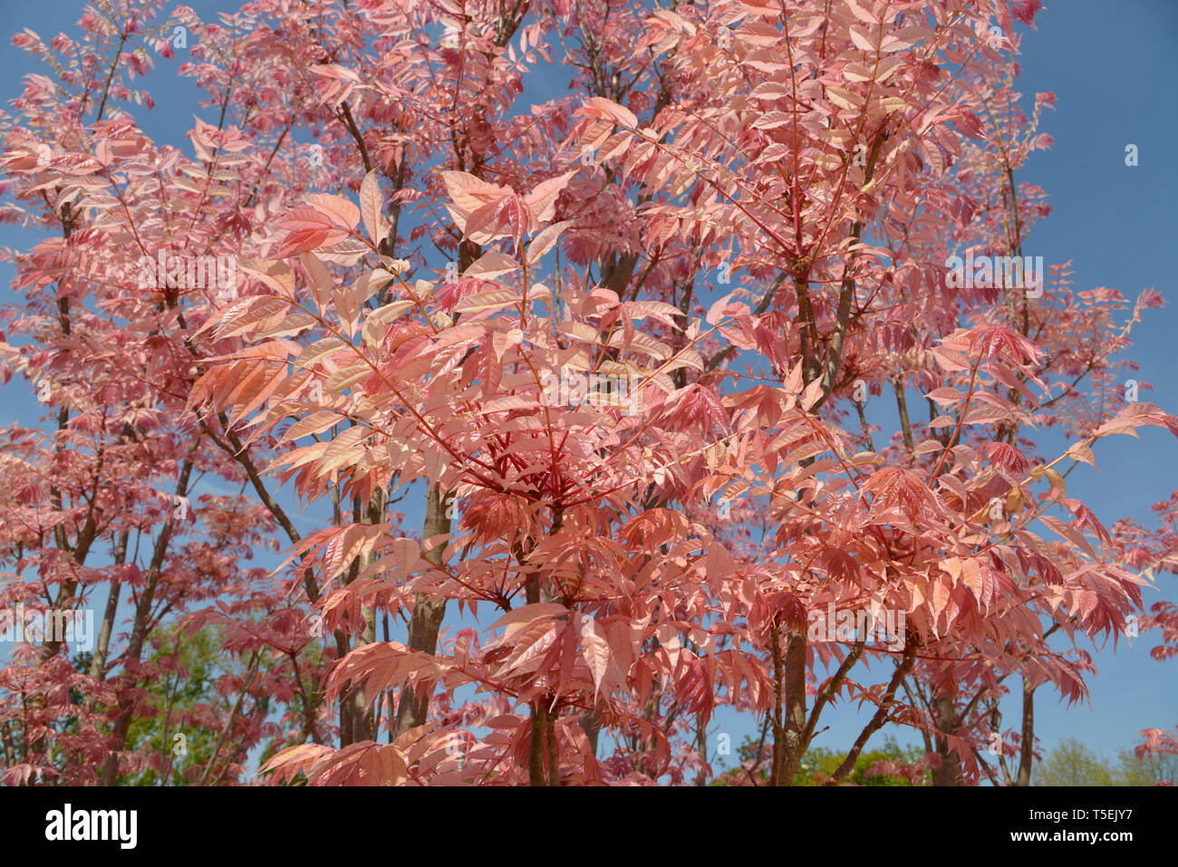 Cedrela sinensis ou Toona sinensis avec ses feuilles rouges Banque D'Images