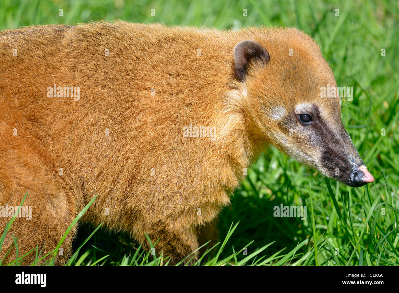 Portrait de l'Amérique du Sud, ou Coati à queue anneau coati (Nasua nasua) vu de profil dans l'herbe Banque D'Images