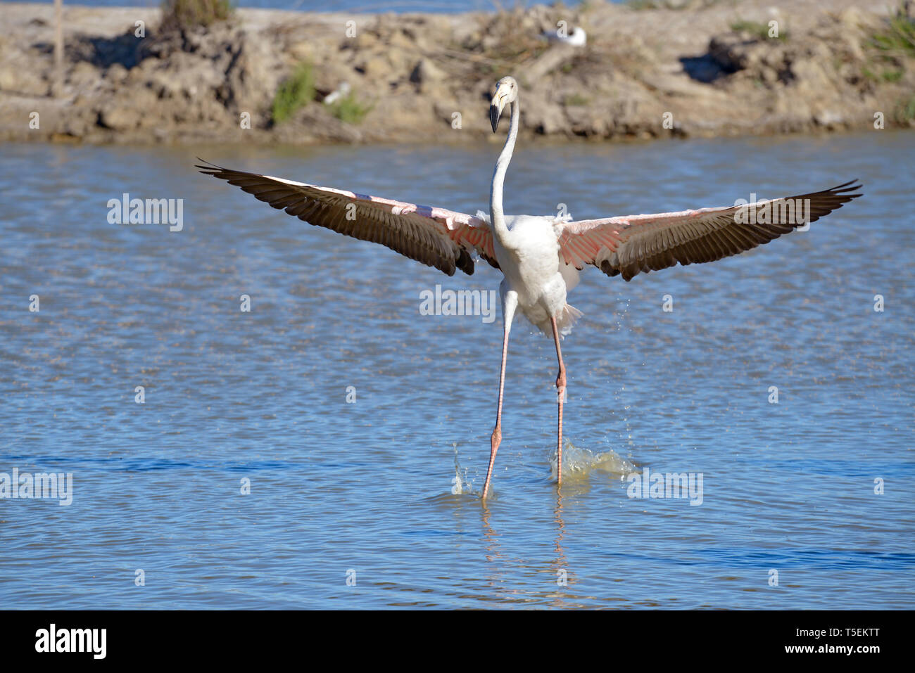 Flamingo ailes déployées dans l'eau (Phoenicopterus ruber) vu de face, dans la Camargue est une région naturelle située au sud d'Arles, France Banque D'Images