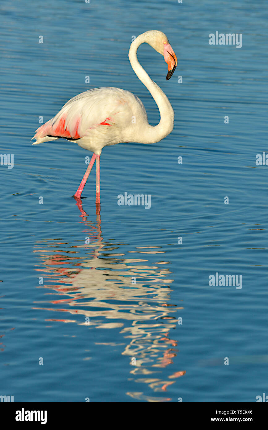 Flamant rose (Phoenicopterus ruber) marcher dans l'eau avec de grandes réflexion vu de profil, dans la Camargue est une région naturelle située au sud d'Arles Banque D'Images