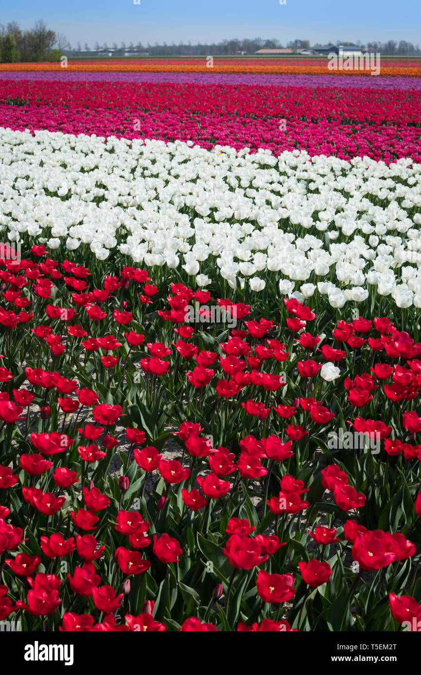 Tulip fleurit dans la région de Emmeloord, Pays-Bas, au nord d'Amsterdam Banque D'Images