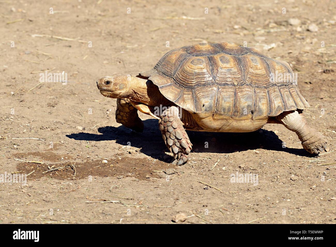 Libre de Tortue sillonnée tortue (Centrochelys sulcata ou sulcata) vu de profil et de marcher sur le sol Banque D'Images
