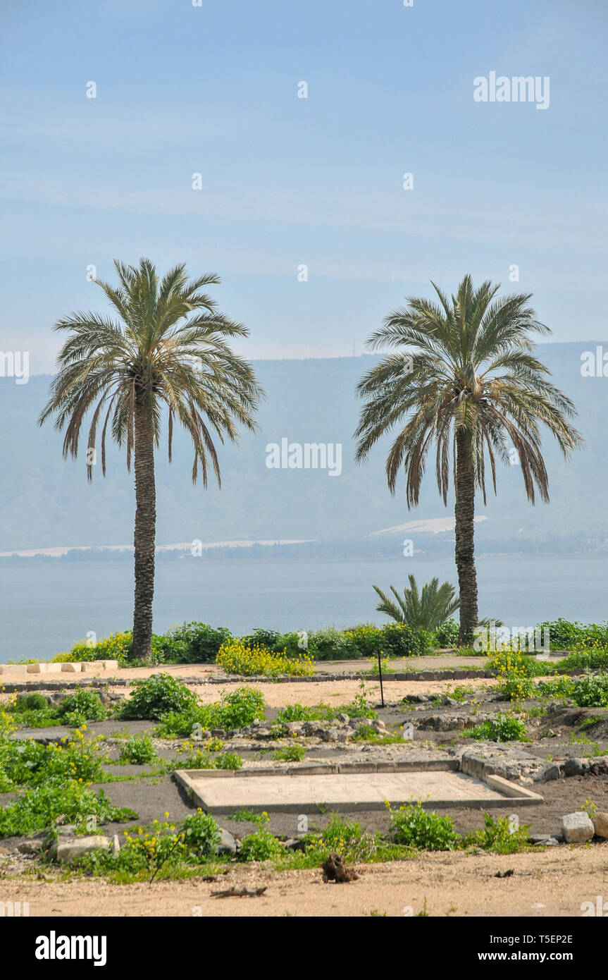 Palmiers sur la rive de la mer de Galilée, Israël Banque D'Images