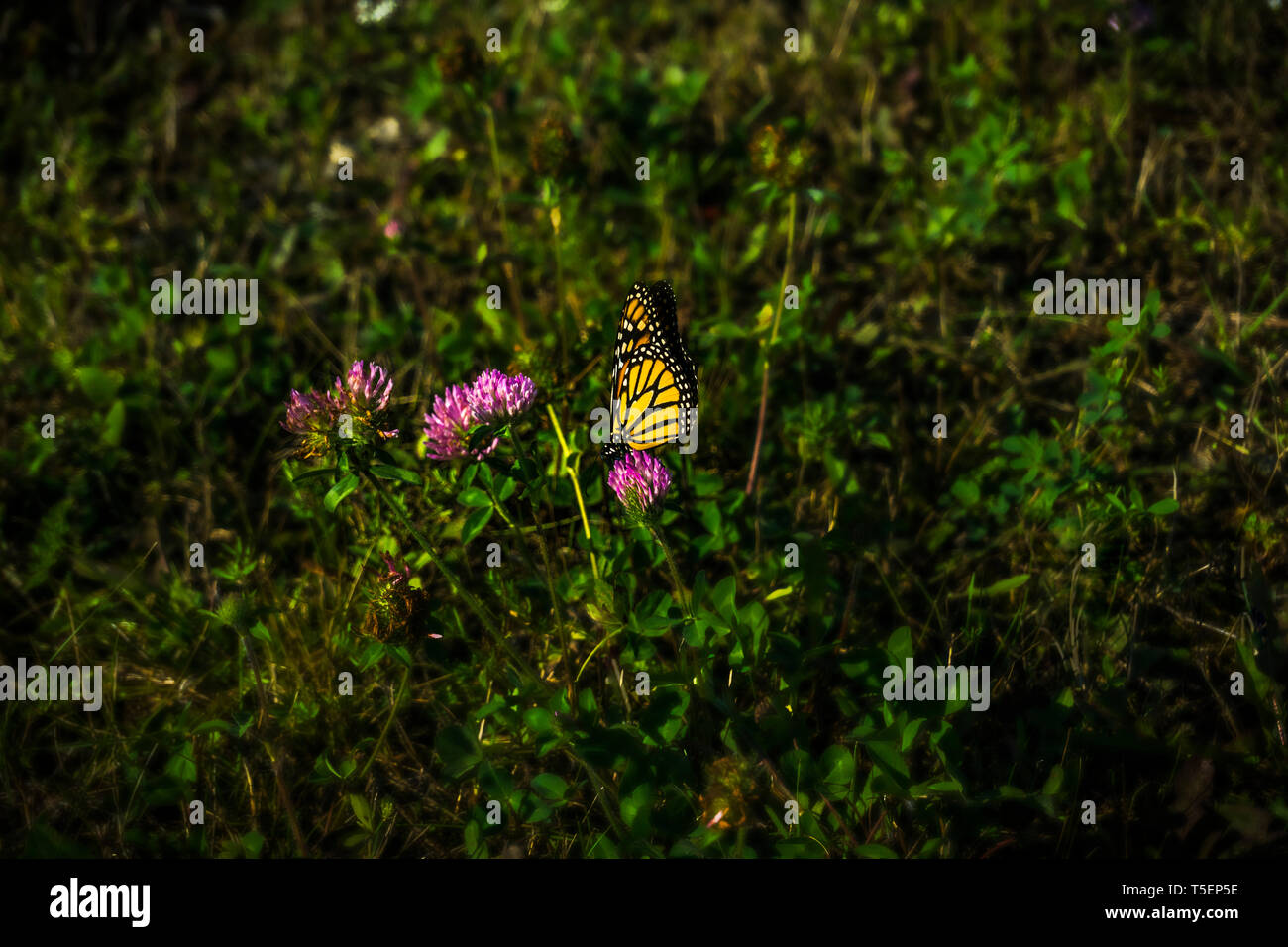 Monarch Butterfly gathering nectar de fleurs Banque D'Images