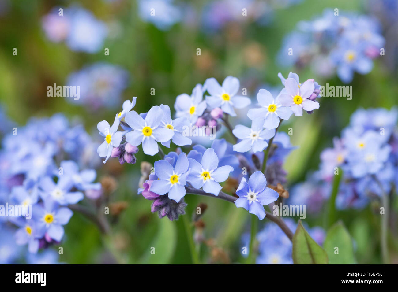 Myosotis sylvatica . Ne m'oubliez pas dans un jardin anglais. Banque D'Images