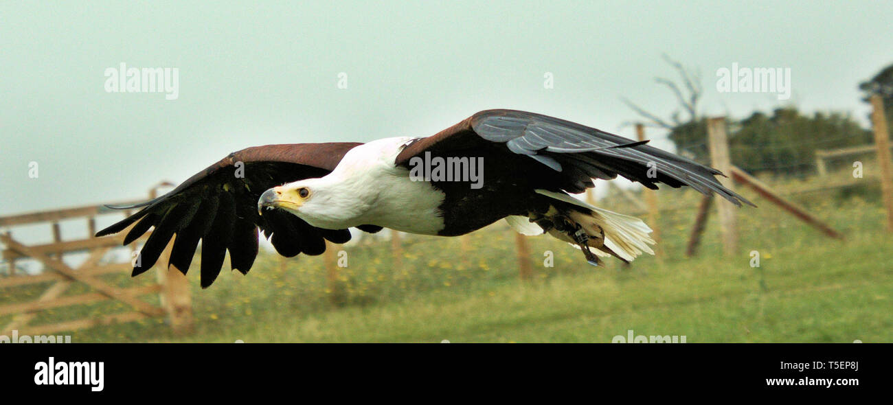 Une photo d'un africain l'Aigle de mer en vol Banque D'Images