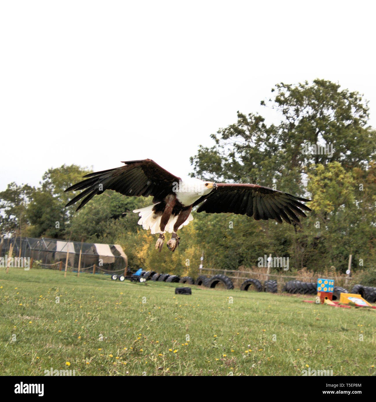 Une photo d'un africain l'Aigle de mer en vol Banque D'Images