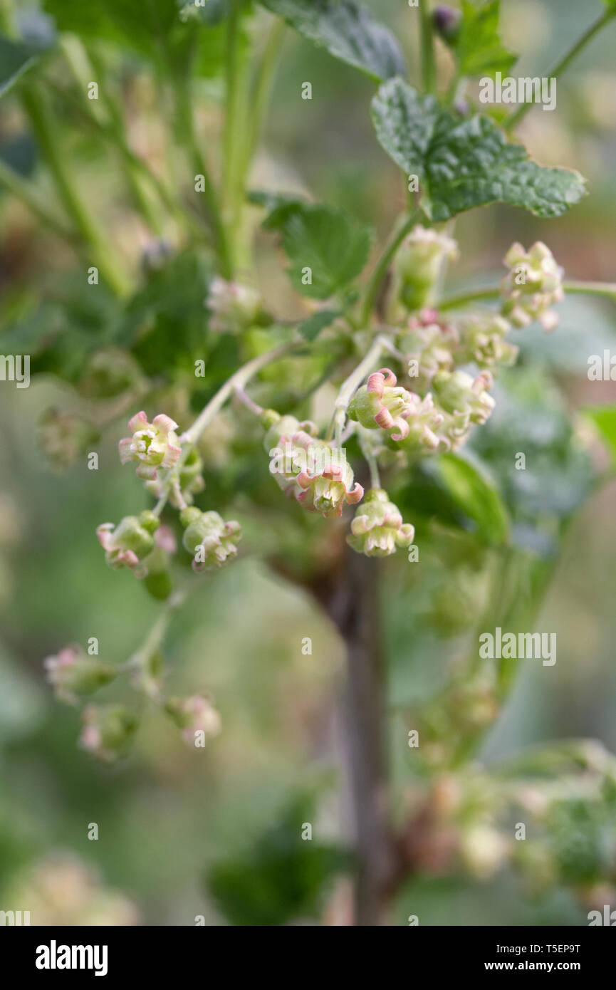 Ribes nigrum fleurs au printemps. Banque D'Images