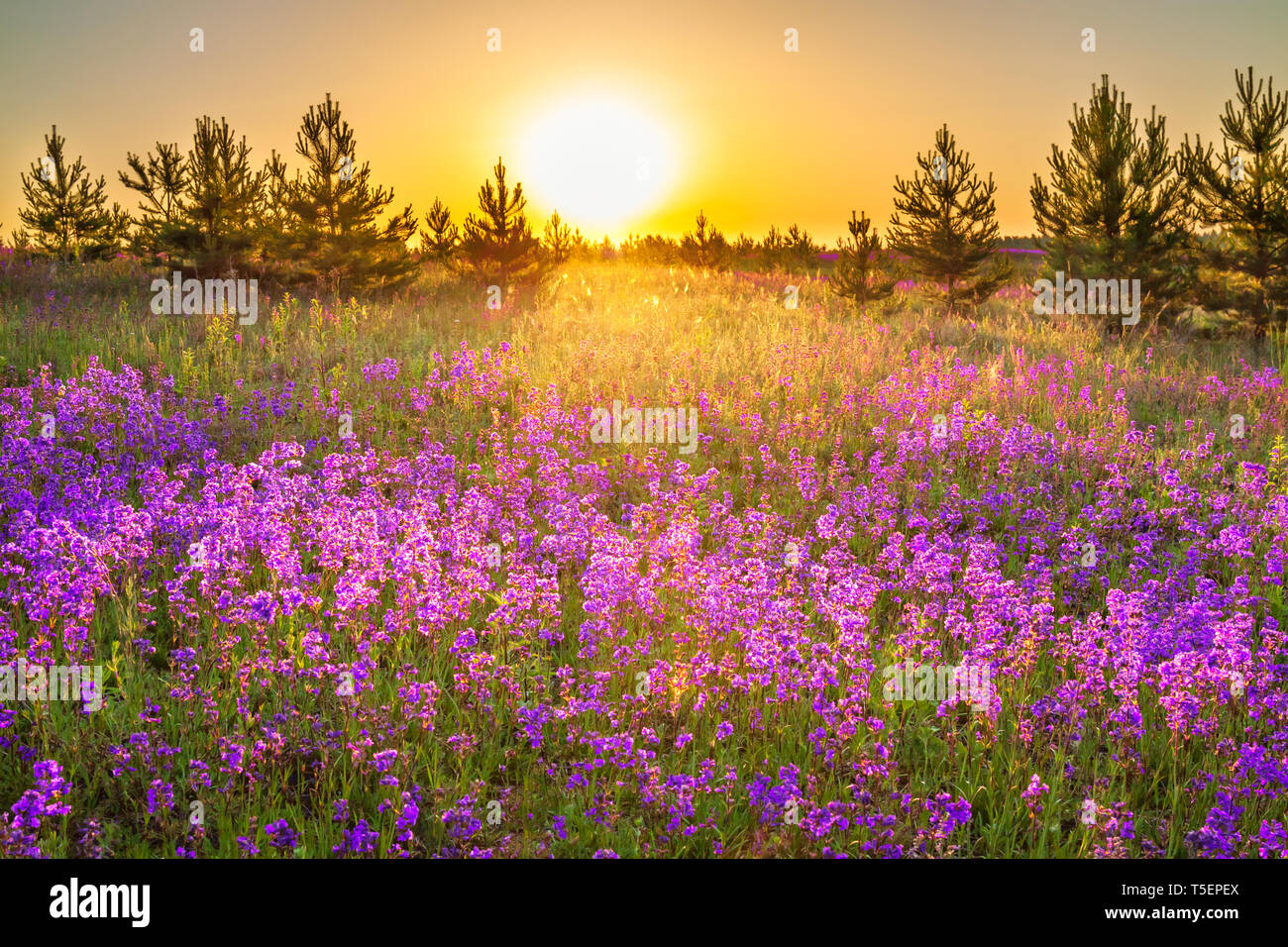 Beau paysage de printemps avec la floraison fleurs violettes sur prairie et le lever du soleil. fleurs des fleurs sur champ. d'été au coucher du soleil paysage sauvage me demande Banque D'Images