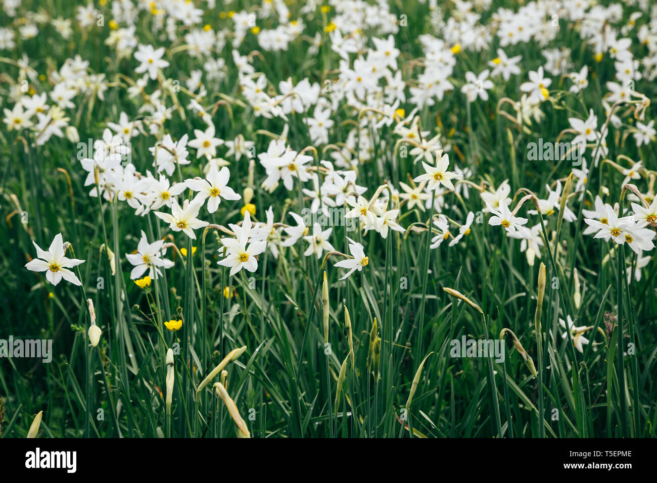 Feuilles étroites sauvages fleurs narcisse dans l'habitat de plaine naturelle. Narcisse célèbre Vallée, réseau international de réserves de biosphère par l'UNESCO. Ukraine Banque D'Images