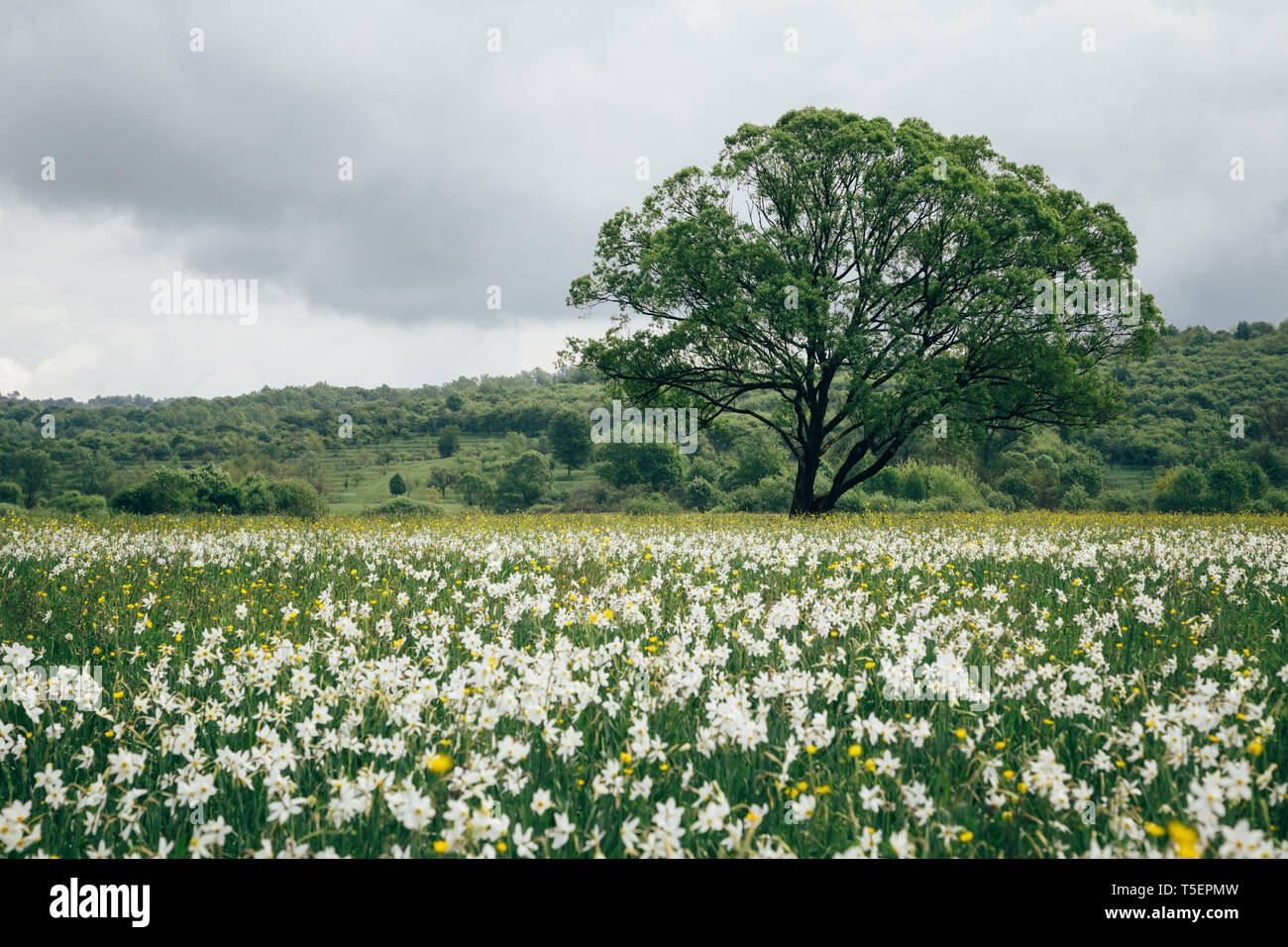 La floraison des feuilles étroites sauvages narcissus champ dans l'habitat de plaine naturelle. Narcisse célèbre Vallée, réseau international de réserves de biosphère par l'UNESCO. Banque D'Images