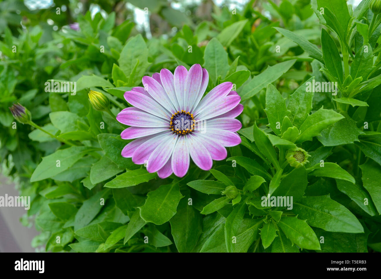 Daisy africains au Dôme de fleurs - Jardins De La Baie - Singapour Banque D'Images