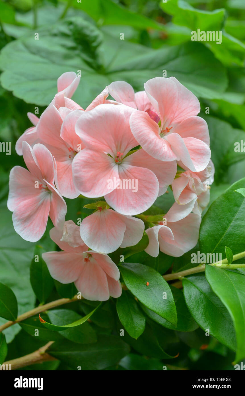 Géranium Fleur du Pacifique en Dome - Jardins par La Baie - Singapour Banque D'Images