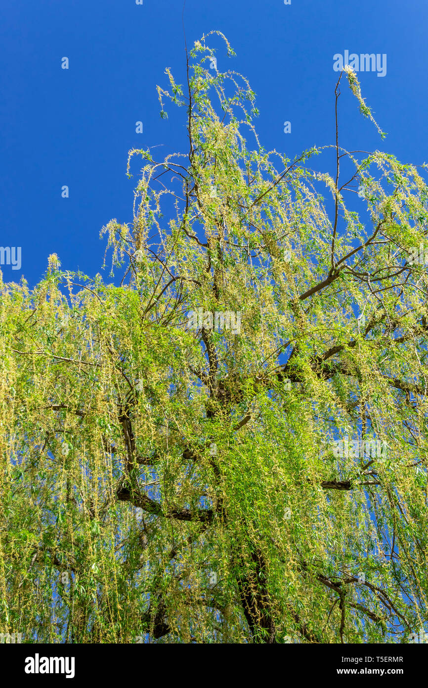 Saule pleureur (Salix babylonica), rameaux pendants au printemps, Weilheim, Bavaria, Germany, Europe Banque D'Images