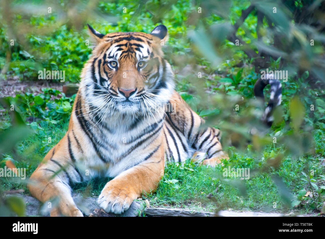 Tigre du Bengale assis à se détendre l'humeur et le contact avec les yeux Banque D'Images