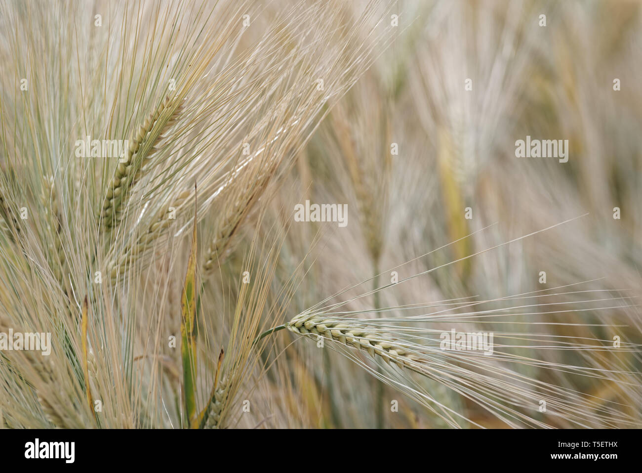 La photo en gros plan d'une seule céréale plantes contre la plantation Banque D'Images
