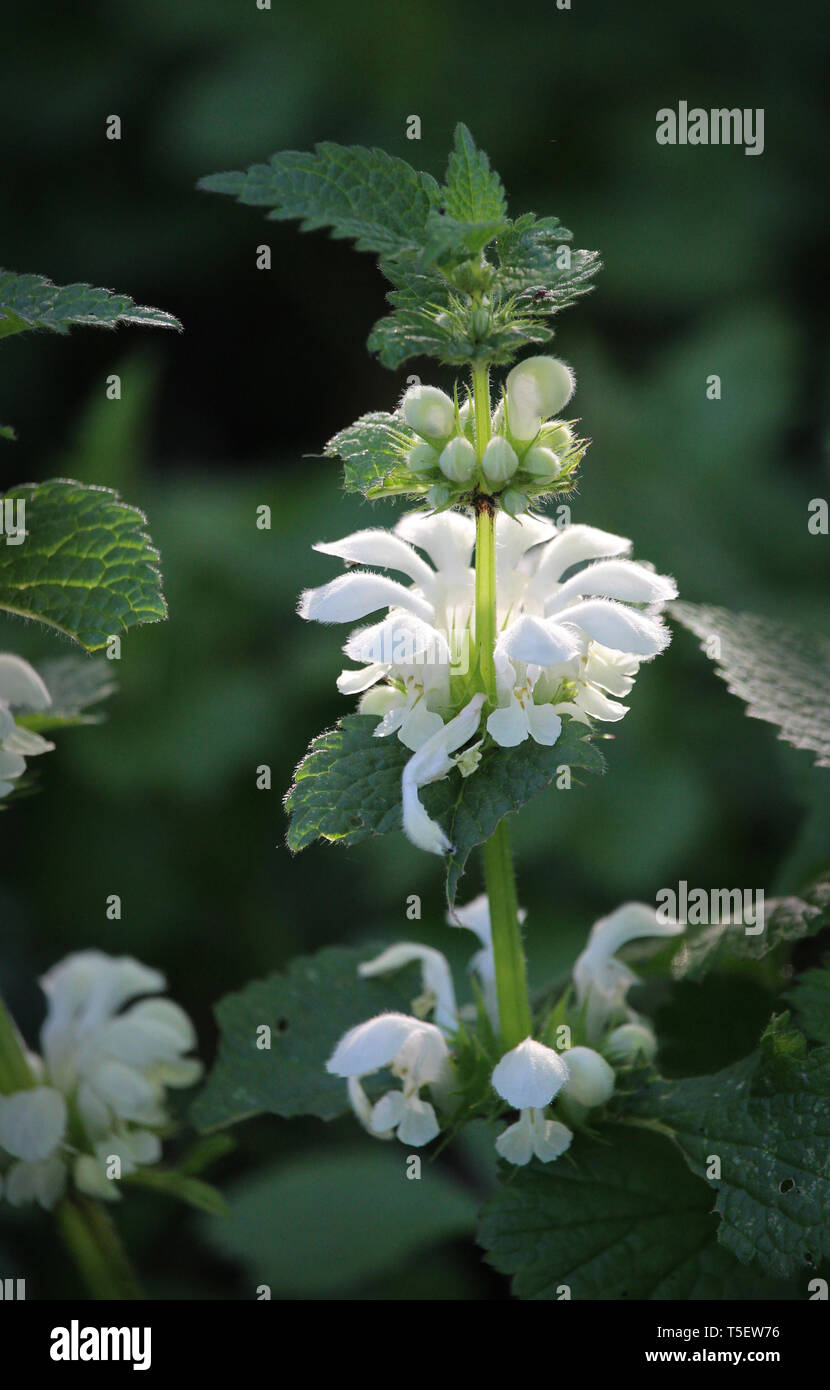 Les belles fleurs du printemps de Lamium album, également appelé ortie blanche ou blanc-morts d'orties. Banque D'Images