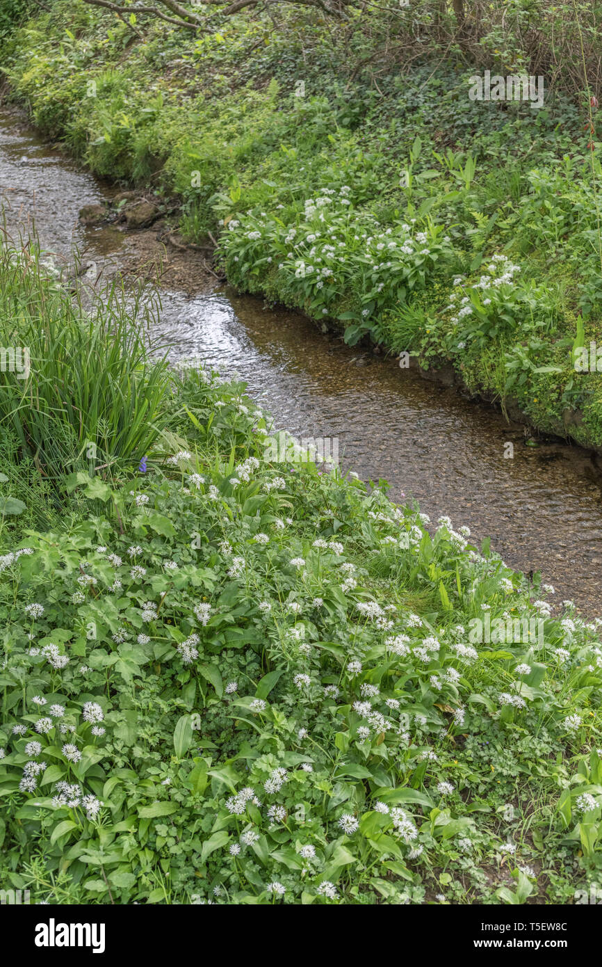 La masse de l'ail des ours Allium ursinum / Ramsons vu croissant sur les rives d'un petit cours d'eau au printemps. Ramsons est comestible. Concept fleur de printemps. Banque D'Images