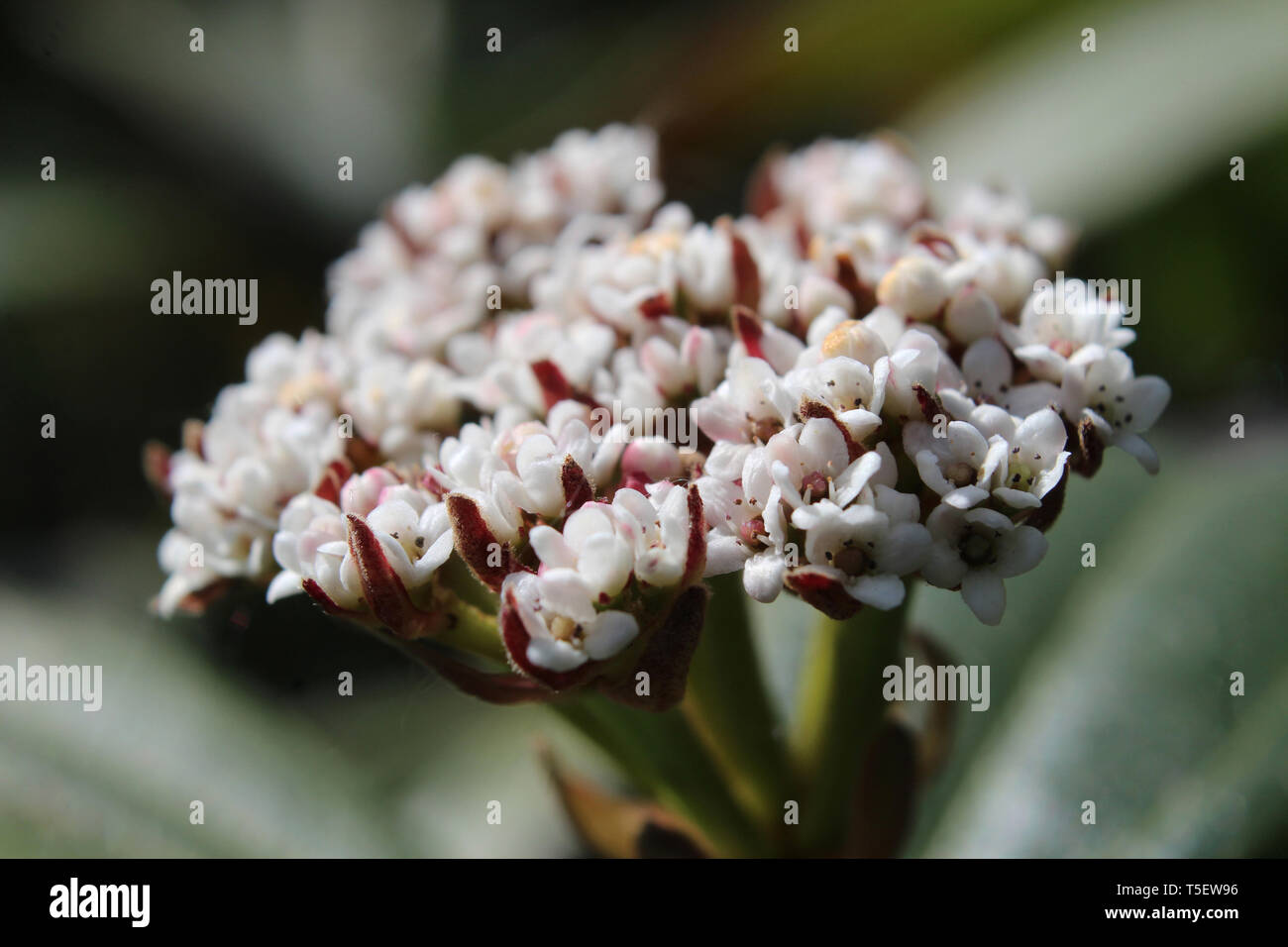 Les belles fleurs blanches minuscules de Viburnum davidii dans extreme close up. Une plante indigène de l'ouest de la Chine a également connu sous le nom de David Viburnum. Banque D'Images