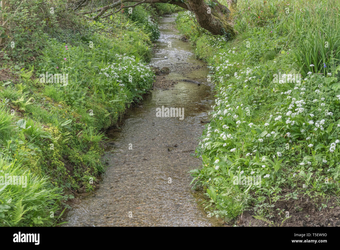 La masse de l'ail des ours Allium ursinum / Ramsons vu croissant sur les rives d'un petit cours d'eau au printemps. Ramsons est comestible. Concept fleur de printemps. Banque D'Images