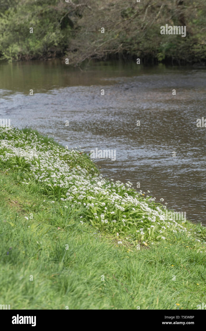 La masse de l'ail des ours Allium ursinum / Ramsons vu croissant sur les bords de la rivière Fowey au printemps. Ramsons est comestible. Concept fleur de printemps. Banque D'Images