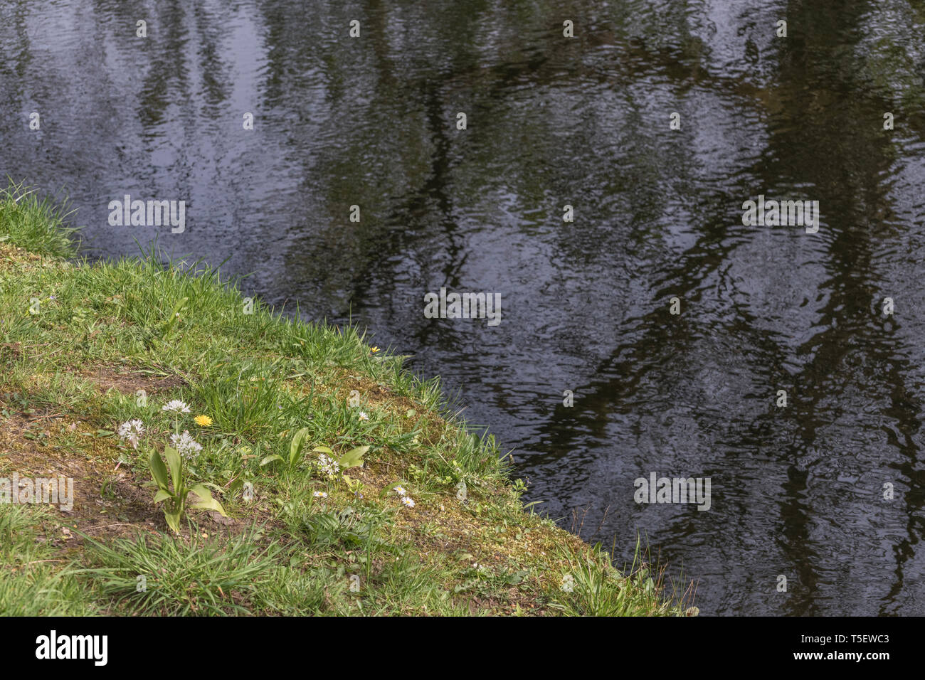 L'ail des ours Allium ursinum / Ramsons et solitaire / Pissenlit Taraxacum officinale culture des fleurs sur les bords de la rivière Fowey. Concept fleur de printemps. Banque D'Images