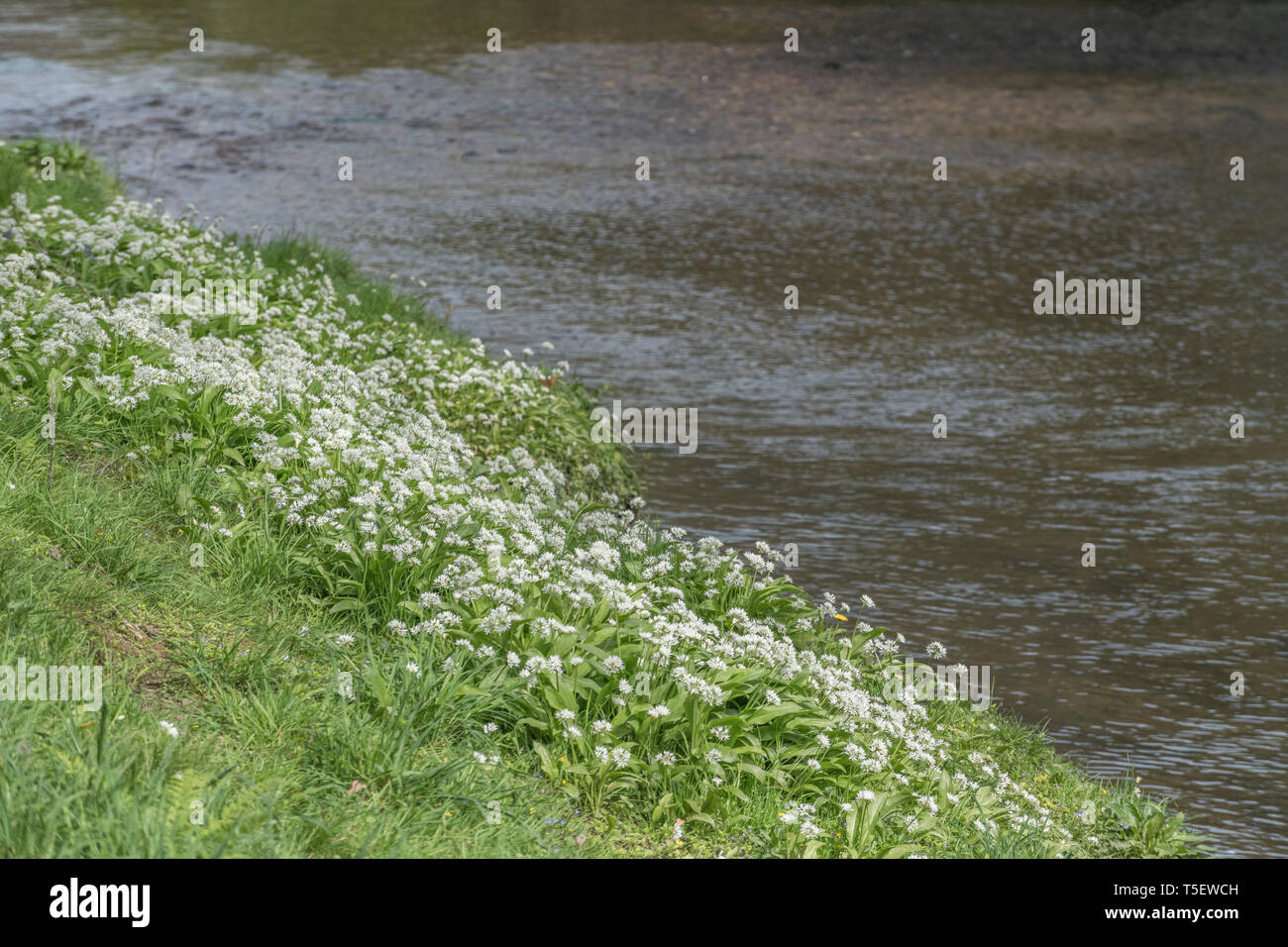 La masse de l'ail des ours Allium ursinum / Ramsons vu croissant sur les bords de la rivière Fowey au printemps. Ramsons est comestible. Concept fleur de printemps. Banque D'Images