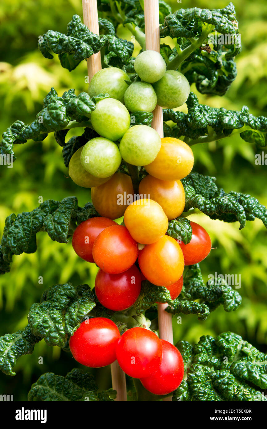 Plant de tomate cerise mûre et les fruits encore verts avec Banque D'Images