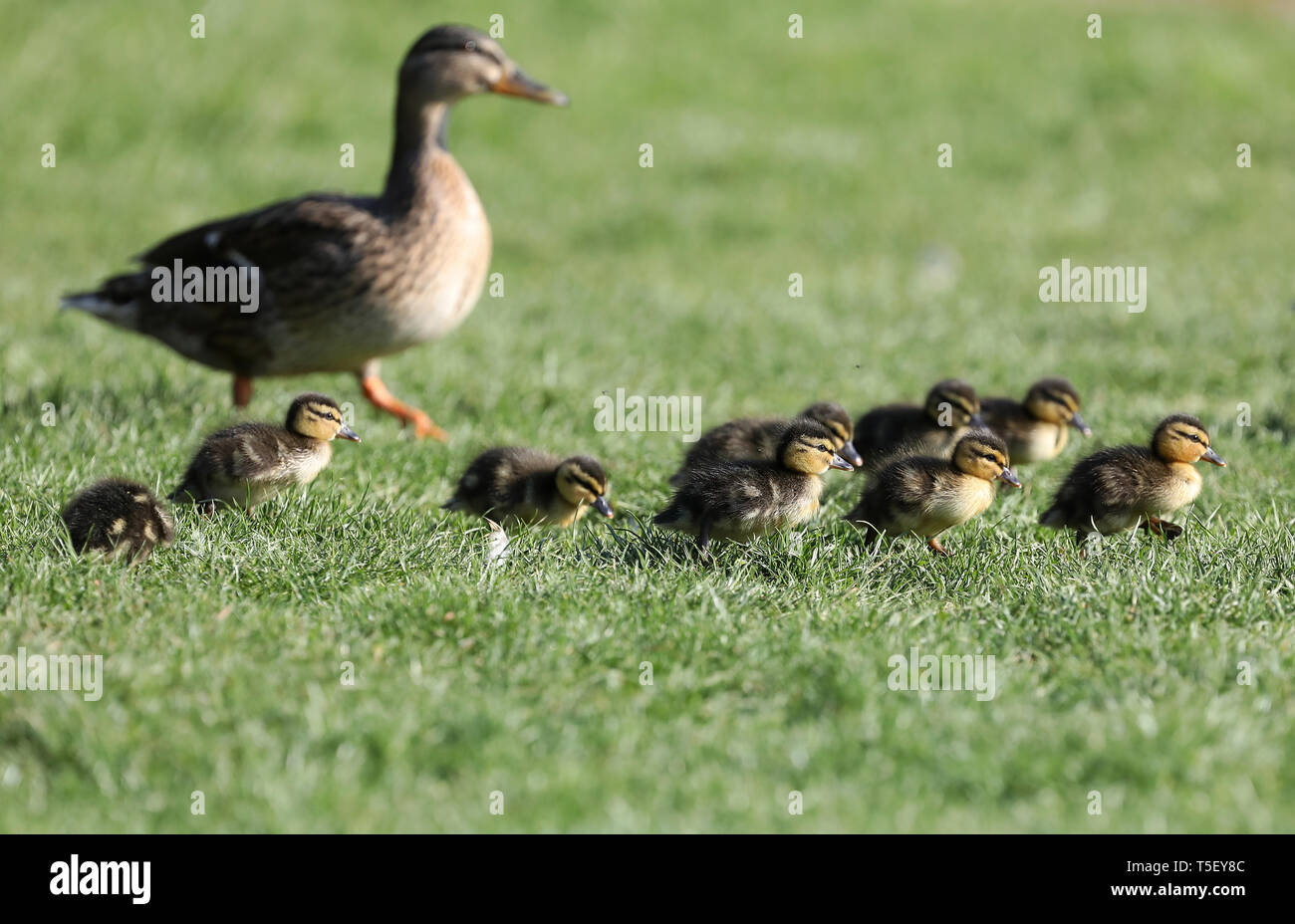 Une poule escorts ses canetons nouveaux-nés sur la pelouse du jardin clos à Jeremys dans Borde Hill Gardens près de Haywards Heath, West Sussex. James Boardman / Images téléobjectif Banque D'Images