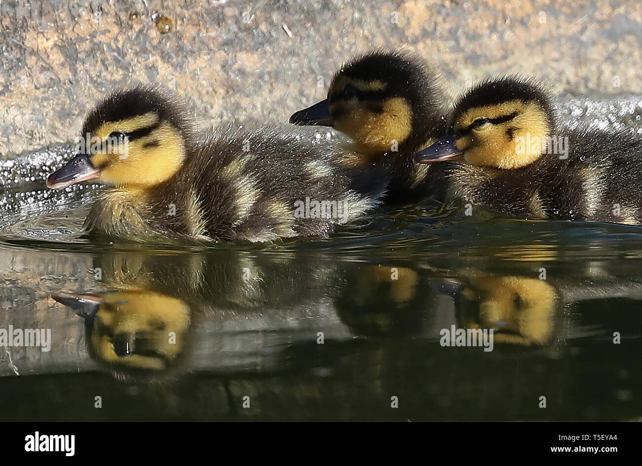 Pâques nouvellement né canetons sont reflétés comme ils prennent à l'eau pour la première fois à Jeremys au Jardins Borde Hill près de Haywards Heath, West Sussex. James Boardman / Images téléobjectif Banque D'Images