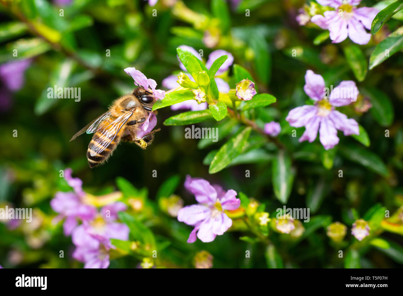 Plan macro sur une alimentation de l'abeille Pollen d'une fleur de bruyère faux Banque D'Images