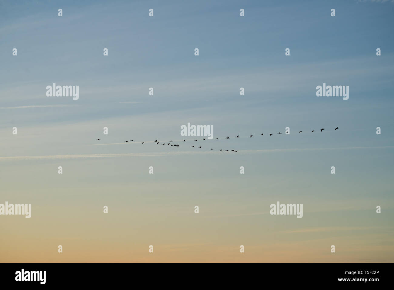 La migration des oiseaux, Flying Cranes (Grus grus) dans le ciel ensoleillé au coucher du soleil. Période de reproduction des oiseaux, parc national de Biebrza, Pologne. Banque D'Images