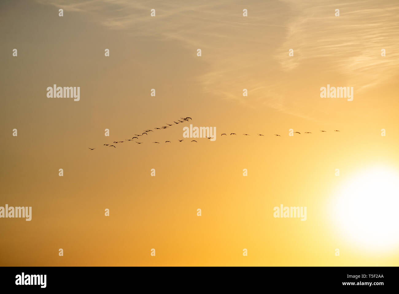 La migration des oiseaux, Flying Cranes (Grus grus) dans le ciel ensoleillé au coucher du soleil. Période de reproduction des oiseaux, parc national de Biebrza, Pologne. Banque D'Images