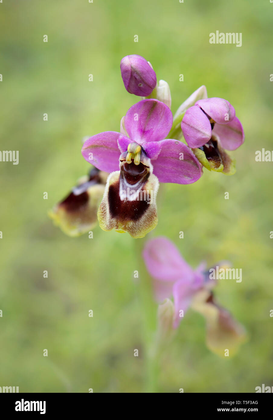 L'orchidée mouche, Ophrys tenthredinifera, Andalousie, Sud de l'Espagne. Banque D'Images