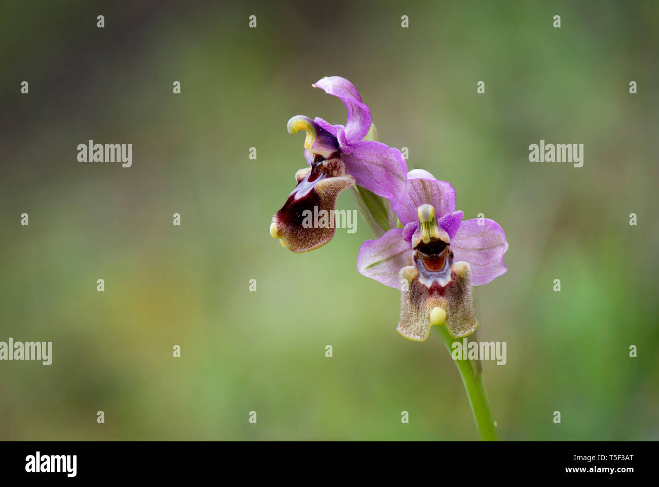 L'orchidée mouche, Ophrys tenthredinifera, Andalousie, Sud de l'Espagne. Banque D'Images
