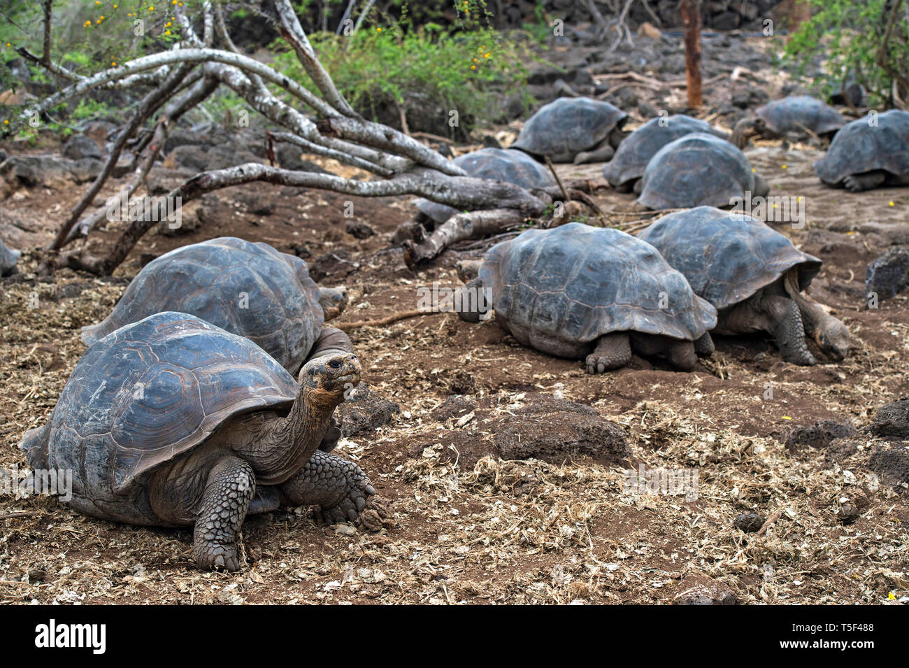Élevage de tortue géante des Galapagos (Chelonoidis nigra ssp), Charles Darwin Research Station, l'île de Santa Cruz, Galapagos, Equateur Banque D'Images