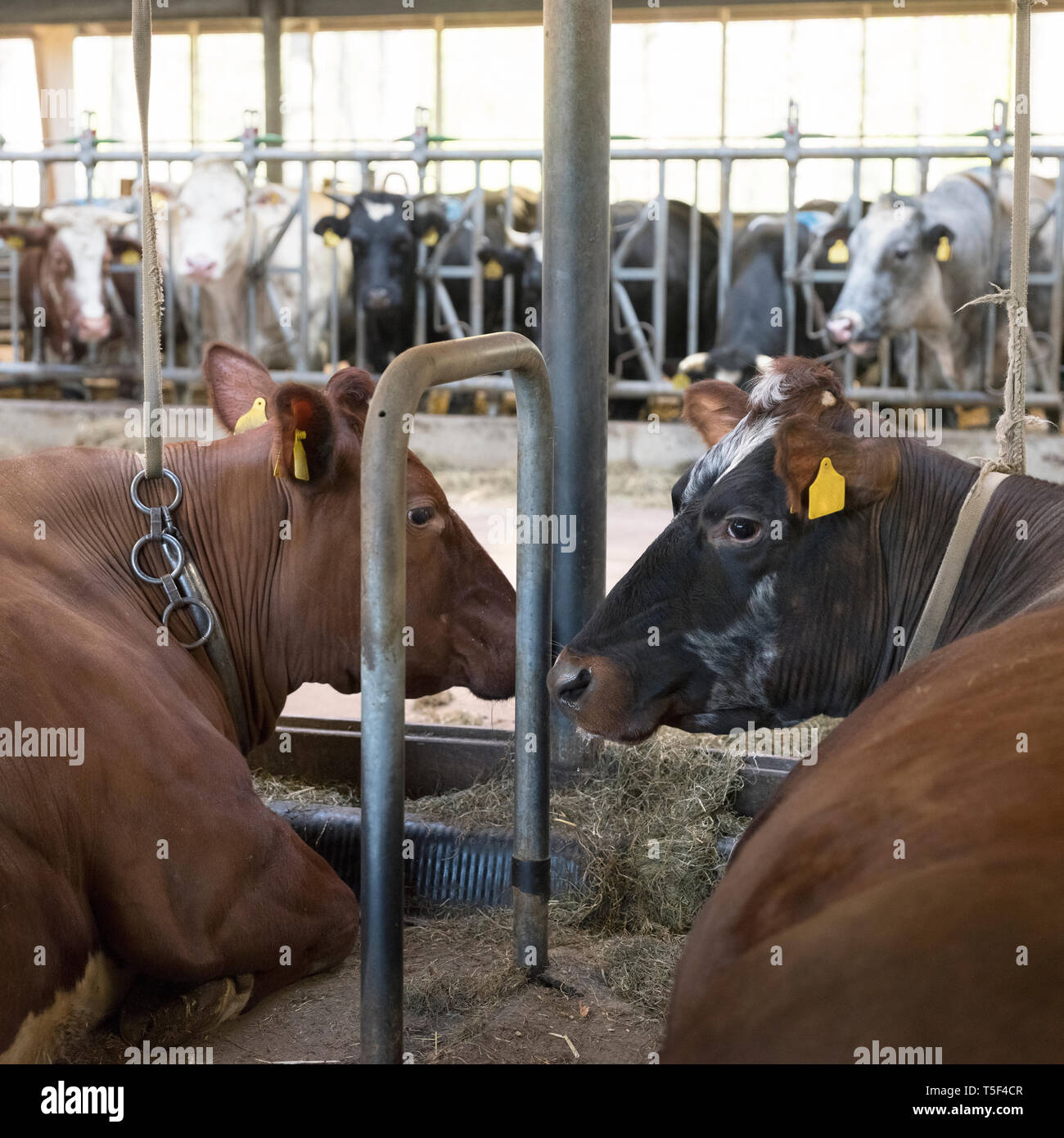 La viande de vaches à cornes se coucher à l'intérieur néerlandais aux Pays-Bas à la ferme Banque D'Images