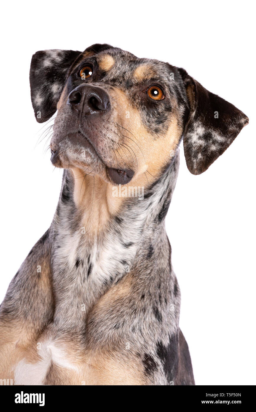 Louisiana Catahoula Leopard dog debout devant un fond blanc Banque D'Images