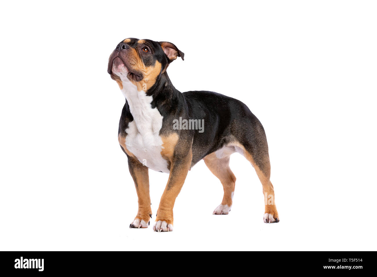 American Bully devant un fond blanc Banque D'Images