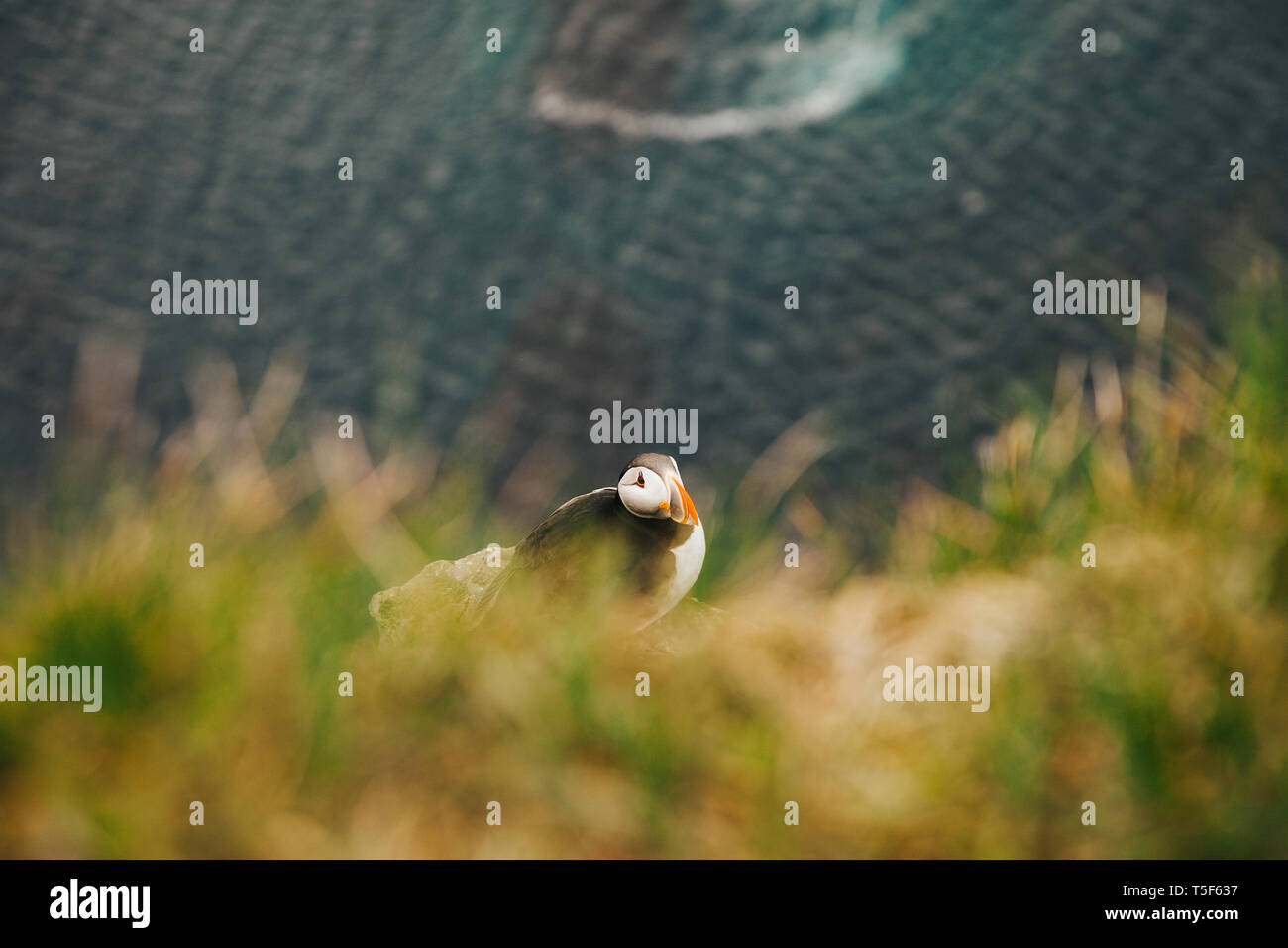 Macareux moine assis sur ocean cliff en Islande Banque D'Images