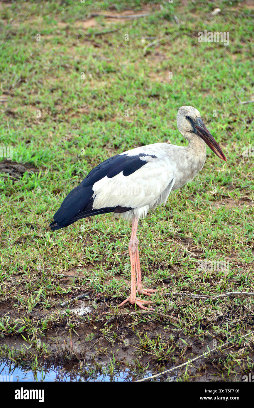 Asian openbill Anastomus stork, Silberklaffschnabel ázsiai, oscitante, tátogató gólya, Sri Lanka Banque D'Images
