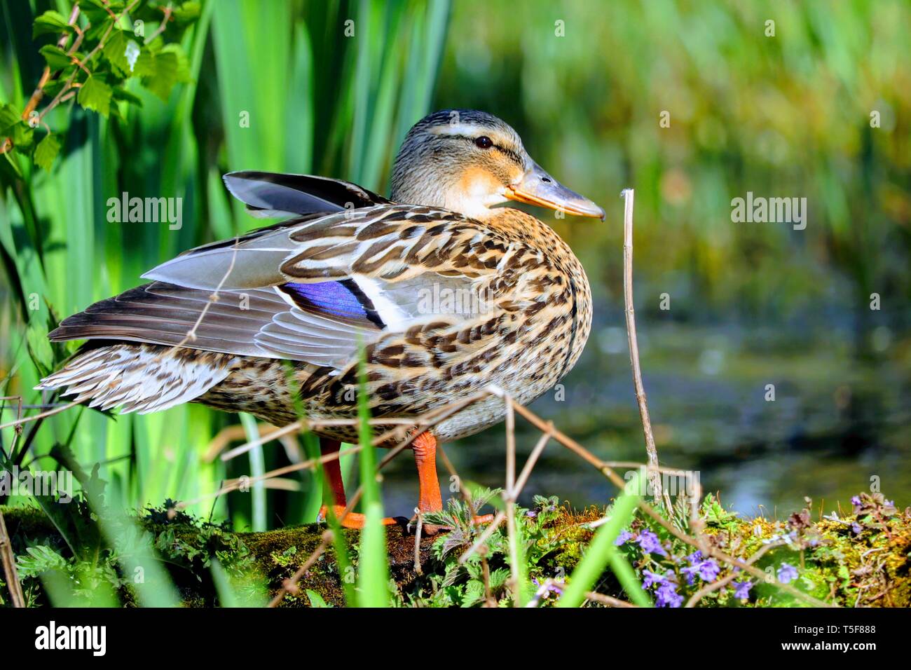Beau Canard femelle à un lac Banque D'Images
