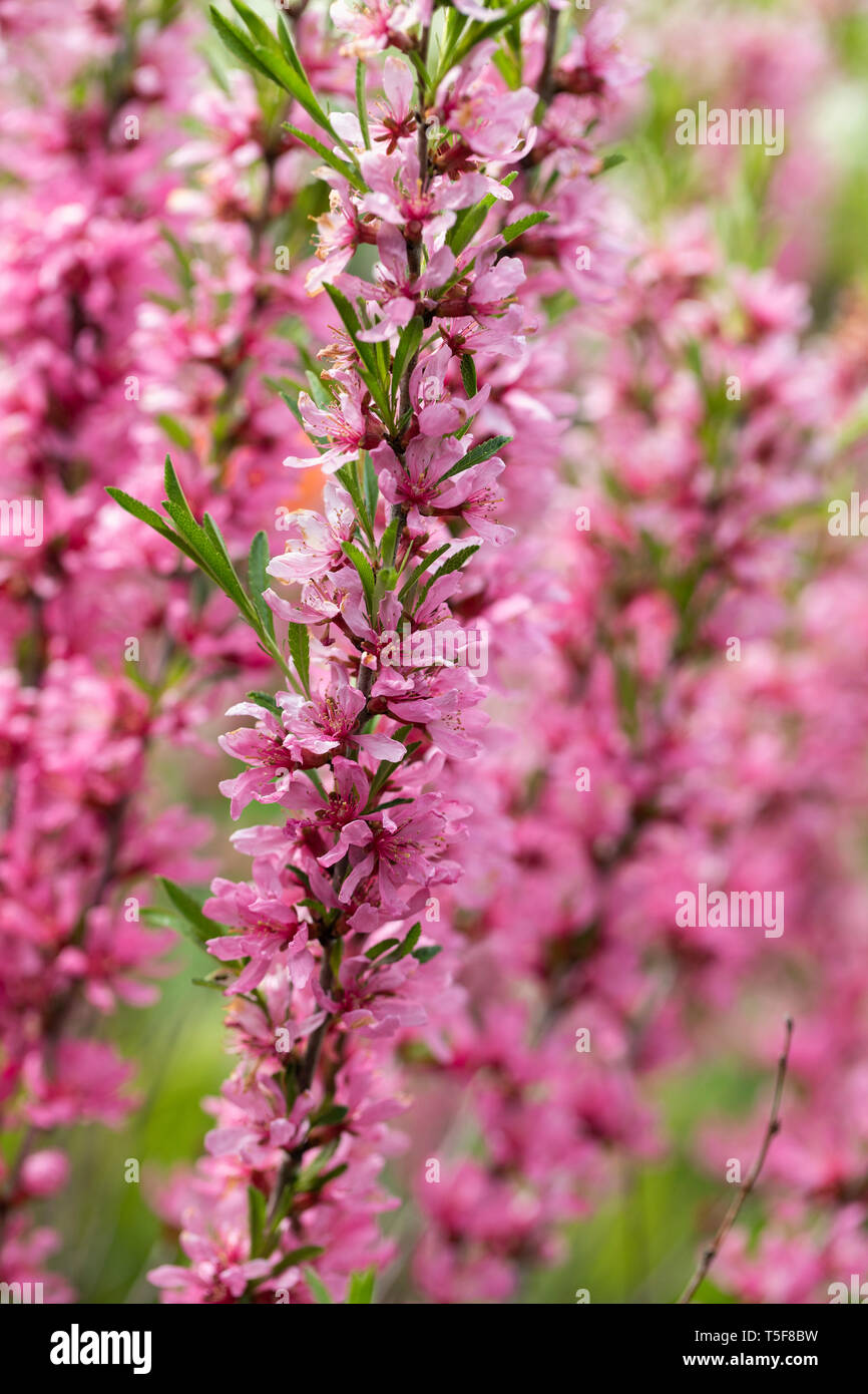 Close up Prunus tenella 'Fire' - floraison amandier nain de Russie dans un jardin anglais Banque D'Images