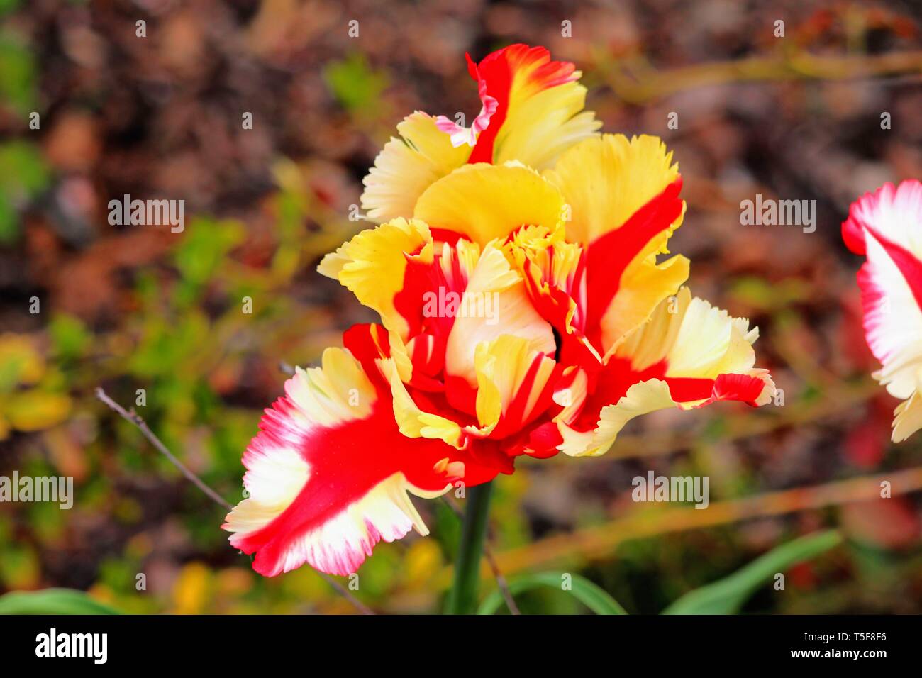 Parrot Tulip 'Flaming Parrot' Tulipa Gesneriana ×Parrot Banque D'Images